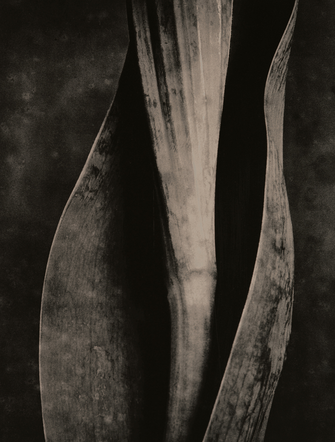 z cyklu bez tytułu, nr neg. 709/3